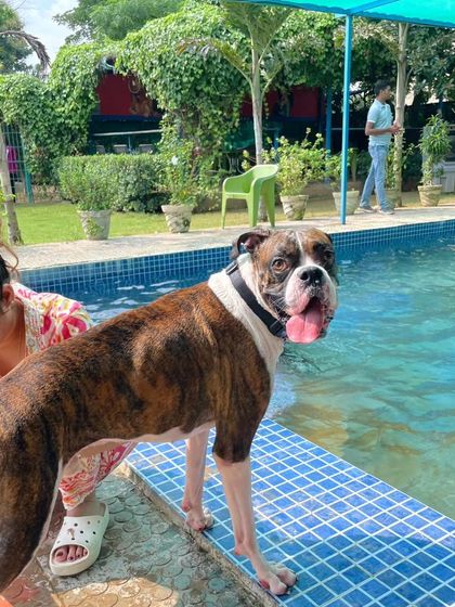 A beautiful Boxer standing by the pool's edge, looking happy and relaxed after his water therapy.