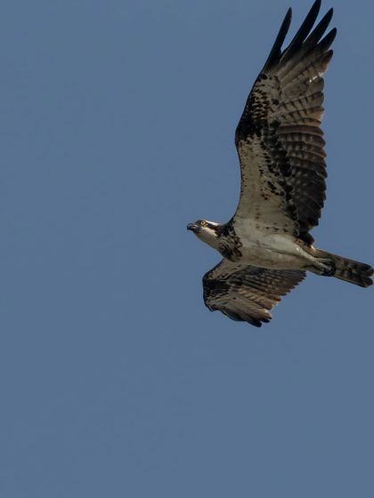 A cropped-in shot of the Osprey, focusing on its sharp gaze and patterned underwings.