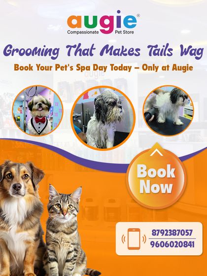 Augie Pets - Pet Grooming Services A Look Inside Our Pet Spa photo 3