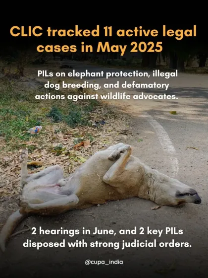 Cupa - Animal Cruelty Legal Aid & Advocacy Our Legal Fight for Animals photo 11