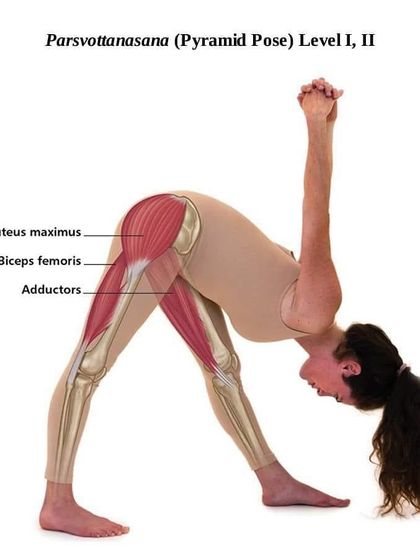 Parsvottanasana (Pyramid Pose) provides an intense stretch for the back of the legs. This graphic details the engagement of the gluteus maximus, biceps femoris, and adductors.