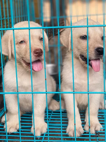 Two happy Lab puppies in their crate, tongues out and ready to play.