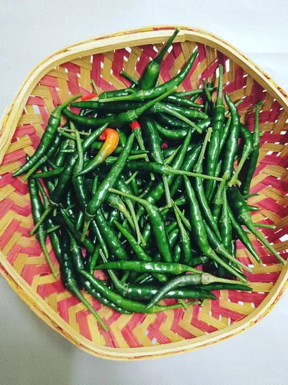 A basket full of freshly picked green chillies. Having a constant supply of fresh chillies is a huge plus for anyone who loves to cook.