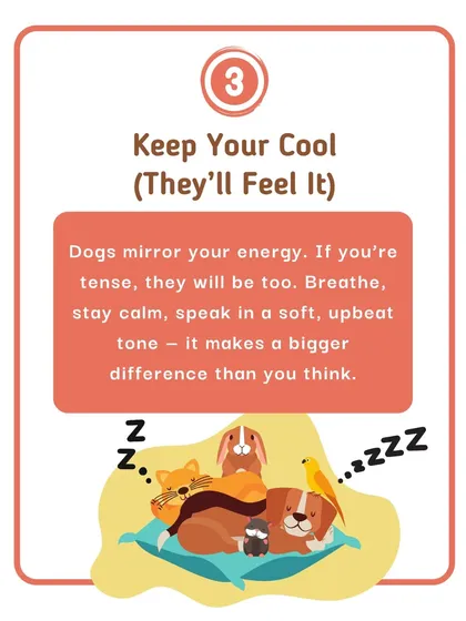 Your dog feeds off your energy. During a vet visit, it's important for you to stay calm and speak in an upbeat tone. Your relaxed vibe makes a bigger difference than you think.