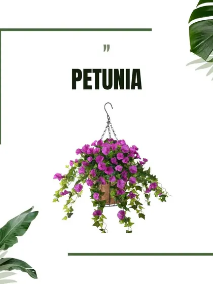 Petunias are an excellent choice for hanging baskets, as their abundant, cascading flowers create a beautiful, colorful display.