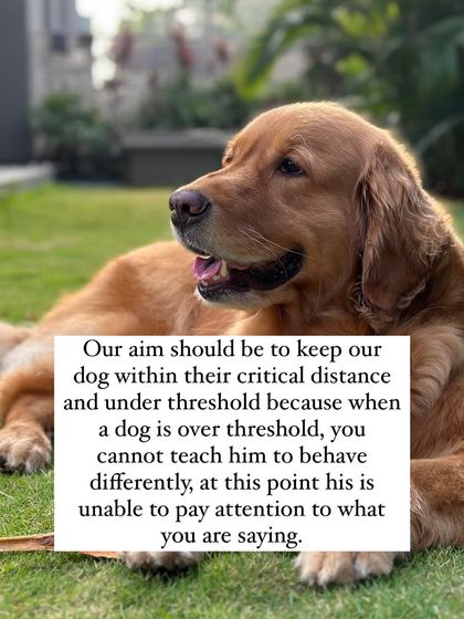 Nitika Ahlawat - Dog Training & Behavior Everyday Training for Real Life photo 12