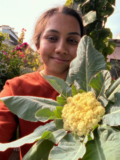 A proud moment with a beautiful head of cauliflower grown in my family's garden. I can guide you on growing brassicas like cauliflower and broccoli, even if you're a beginner.