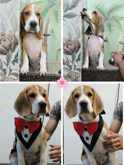 Bengaluru Pet Company - Pet Grooming The Glow-Up: Before & After Transformations photo 47
