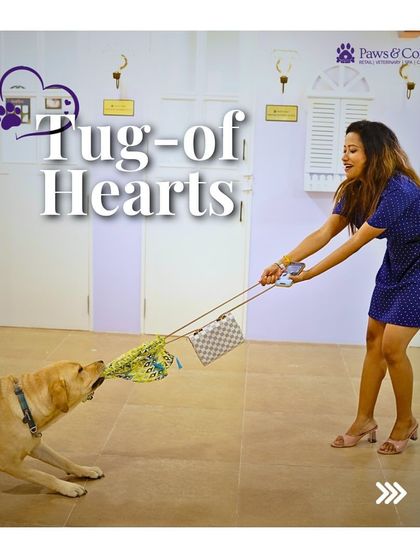 PawsnCollars - Pet Boarding & Hotel Daily Fun & Enrichment photo 5