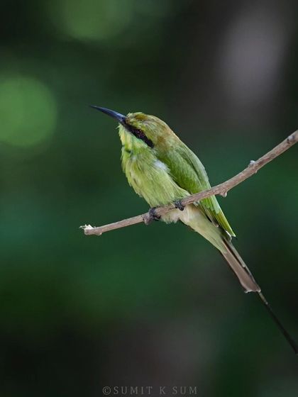 A Green Bee-eater perched against a dark, moody background, the soft light highlighting its emerald-green feathers.
