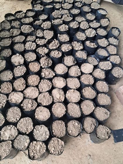 A large number of recycled plastic bags filled with our special soil mix, ready to nurture the next generation of native Aravali plants.