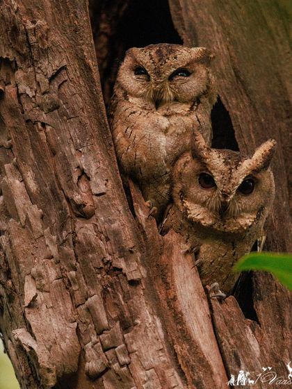 A pair of Indian Scops Owls cozy in their tree-hole home. These small owls have prominent ear tufts and are masters of camouflage.