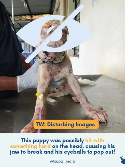 Cupa - Emergency Animal Rescue & Treatment Dog Rescue & Recovery Stories photo 6