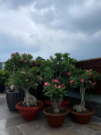 Balcony & Terrace Makeovers photo 35