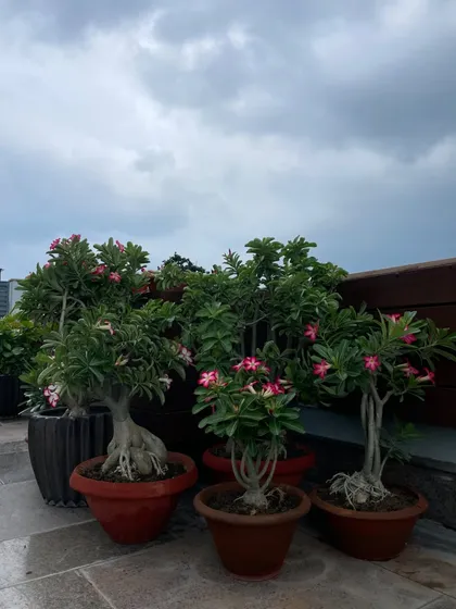 Adeniums, also known as Desert Roses, are beautiful bonsai-like plants that love the sun and produce stunning flowers. They are perfect for a sunny terrace.