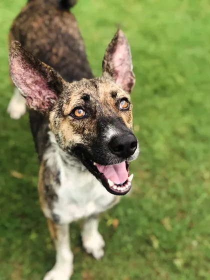 The bright, intelligent eyes of a brindle Indie mix.