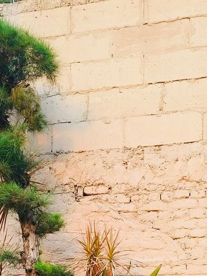 A unique, spiraling topiary plant set against a rustic brick wall, showing how sculpted greenery can be a work of art in itself.