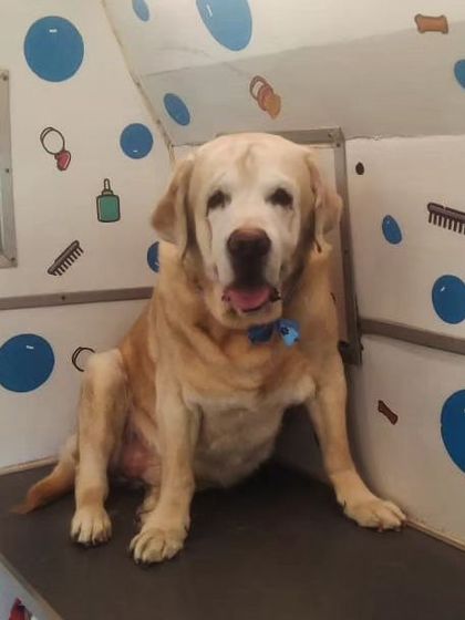 Senior pets hold a special place in our hearts. We provide extra gentle care for our older clients, ensuring their comfort and safety.