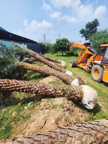 Delhi Gardner - Full-Service Landscaping Statement Trees & Sculpted Topiaries photo 13