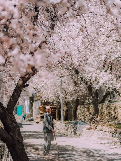 An elderly man stands on a street in Kargil, the path shaded by blossoming apricot trees. It's a quiet moment that speaks to the peaceful rhythm of life in this region.