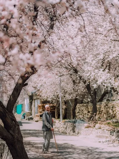An elderly man stands on a street in Kargil, the path shaded by blossoming apricot trees. It's a quiet moment that speaks to the peaceful rhythm of life in this region.