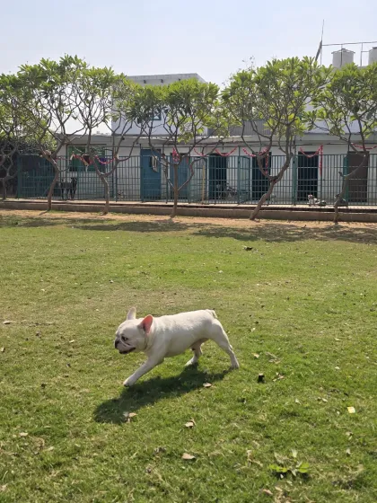 This French Bulldog is making the most of our open space. Even smaller breeds love the chance to stretch their legs and run freely on the grass.