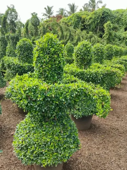 This is a view of my nursery, showcasing a variety of topiary figures ready for selection. The piece in the foreground has a unique, abstract shape, demonstrating the range of custom forms I can create beyond just animals.