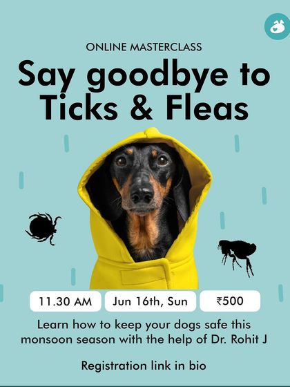 The Pack - Pet Parent Education & Workshops Expert-Led Online Masterclasses photo 8