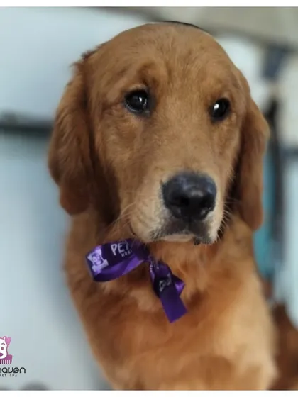 Fresh, clean, and feeling fine! This handsome Golden Retriever is all smiles after his full grooming session, complete with a stylish Pet Maven bow to complete his dapper look.