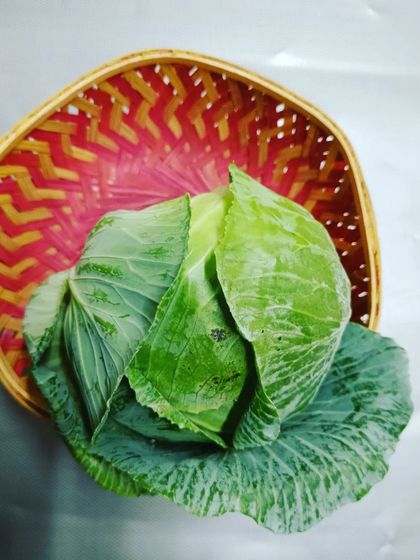 A freshly harvested cabbage, ready for the weekend. The satisfaction of harvesting your own food is immense.