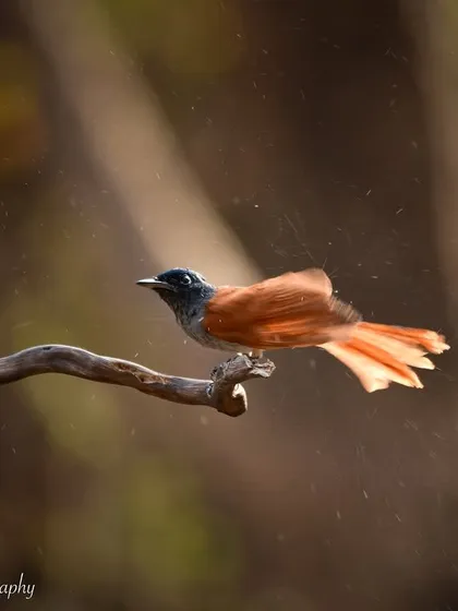 A final, beautiful shot of the Asian Paradise Flycatcher, perfectly backlit by the sun.