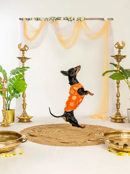 A dachshund in a festive orange outfit leaps for joy during our Diwali mini-shoot. This action shot is full of energy and festive spirit.