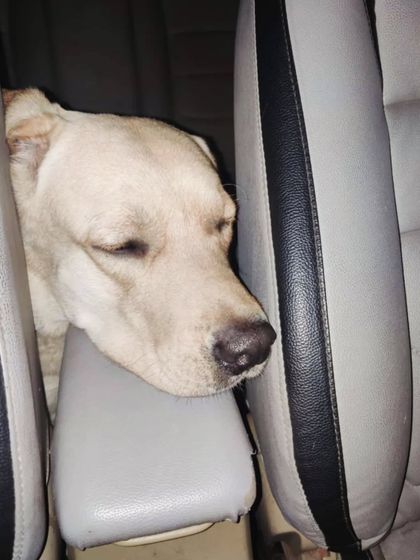 This spot looks perfect for a nap! I love it when they find their own comfortable corner in the car. It shows they feel safe and at home.