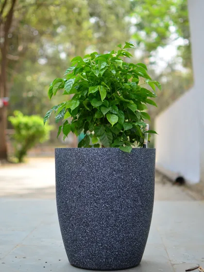 The texture of a planter can add another layer of interest to your decor. This pot features a speckled, stone-like finish that provides a rustic yet modern feel.