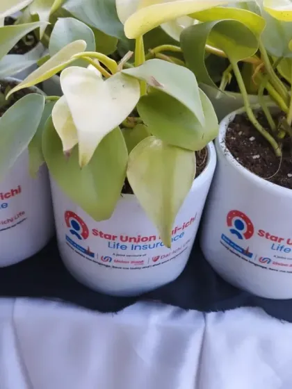 A healthy Jade plant potted in a clean, white ceramic planter featuring the Bank of Baroda logo. This image highlights our custom corporate branding capabilities, paired with our elegant and convenient gift box.