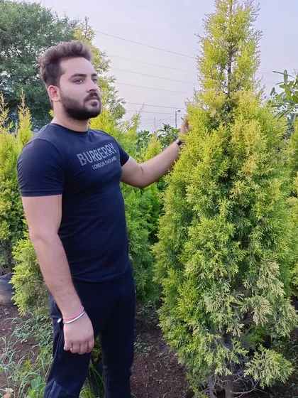 Here I am with some Golden Cypress trees. We source and supply a variety of conifers for hedging and decorative planting.