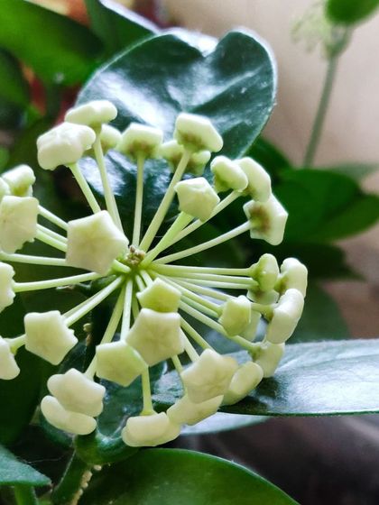The Hoya buds just as they are beginning to open, revealing their star-like shape.