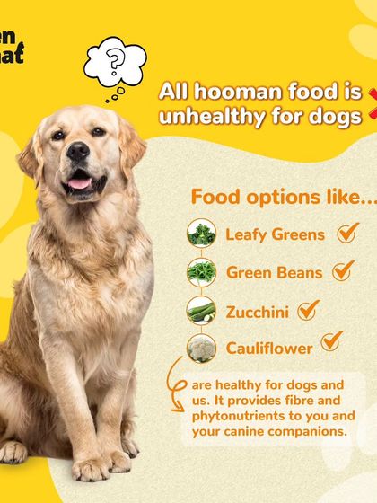 Not all hooman food is unhealthy for dogs. Healthy options like leafy greens, green beans, and zucchini can provide extra fibre and phytonutrients for your canine companion.