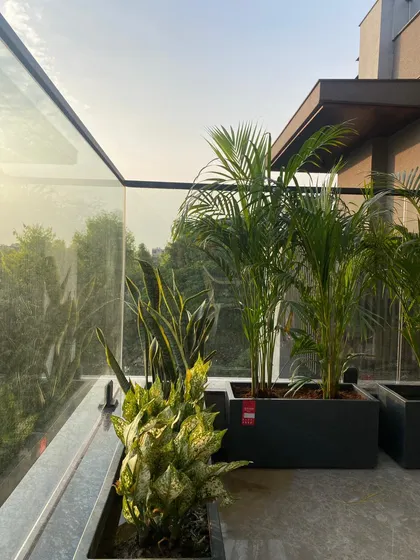 The finished look of newly potted Areca Palms and a Snake Plant. These planters are strategically placed to add height and texture, contributing to a layered and sophisticated balcony design.