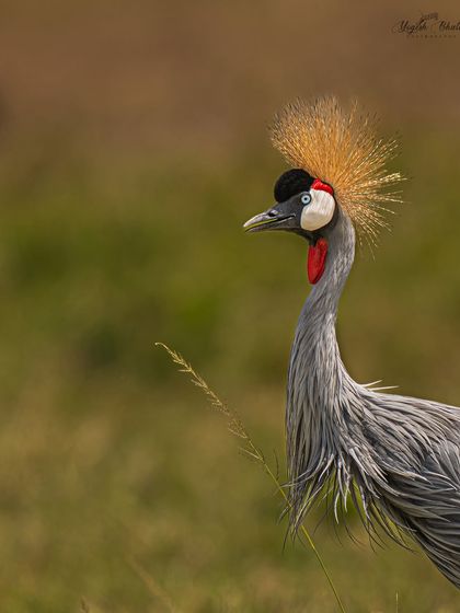 A portrait of a Grey Crowned Crane. I cropped the frame to highlight its most striking features: the golden crown and captivating eyes, leaving space in the direction it is looking to maintain balance.