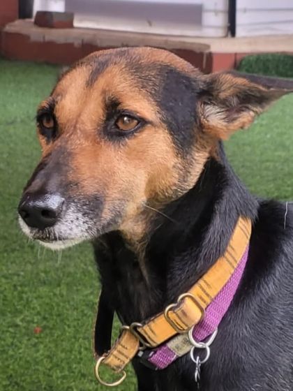 A thoughtful-looking Indie mix. Each one has a unique story and personality.