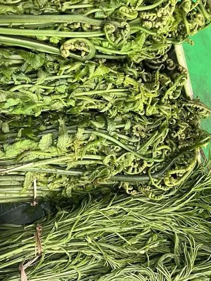 Freshly foraged fiddlehead ferns, known as Dhekia Xaak in Assamese. These are a seasonal delicacy, best when stir-fried simply to retain their crisp texture and earthy taste.