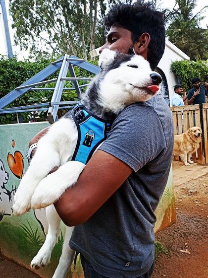 A sweet moment as a Husky puppy rests its head on a visitor's shoulder.