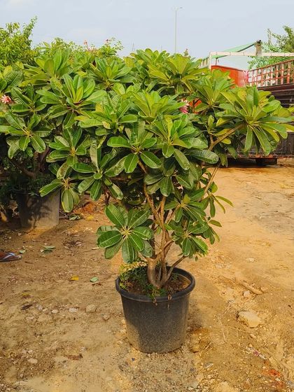 This is a Plumeria 'Pixie Dwarf', a compact variety of the beloved Champa tree. It has the same fragrant flowers but stays much smaller, making it ideal for pots.