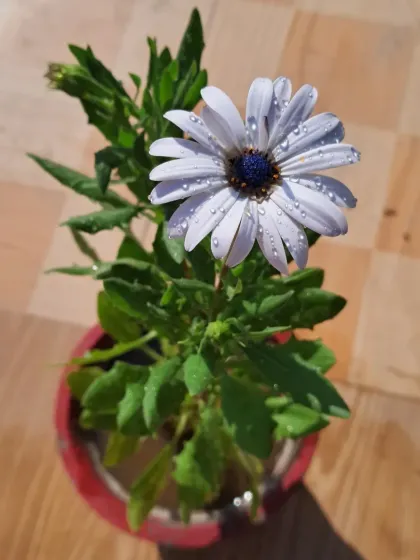 Bhardwaj - Urban Gardening Consultation A Riot of Colorful Flowers photo 141