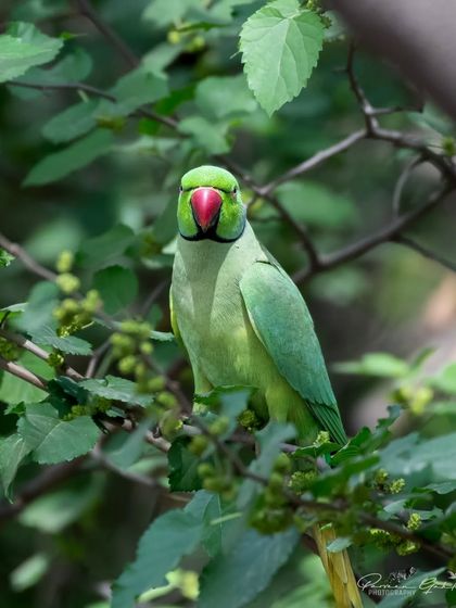 The Rose-ringed Parakeet looking directly at the camera, its bright red beak prominent.