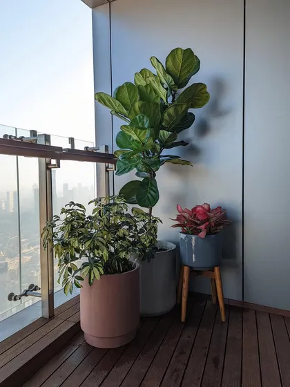 A stunning morning view from a client's balcony. We arranged a Variegated Schefflera, a Fiddle Leaf Fig, and a colorful Aglaonema to create a beautiful green corner that complements the city view.