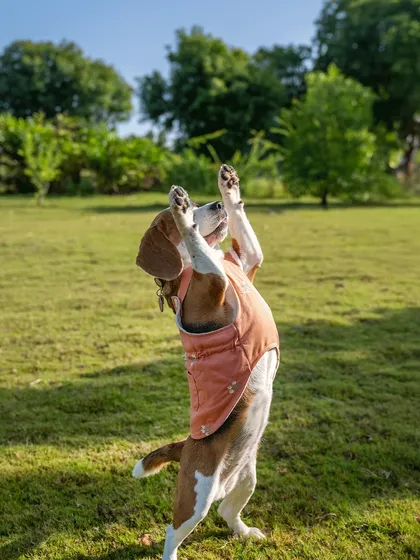 Another angle of June's impressive high-five, showing her enthusiasm and the fun we have during our sessions.