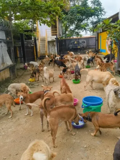 A wide shot of the feeding area, showing dozens of dogs eating peacefully. This is the community you support, a family of 1,800 survivors.