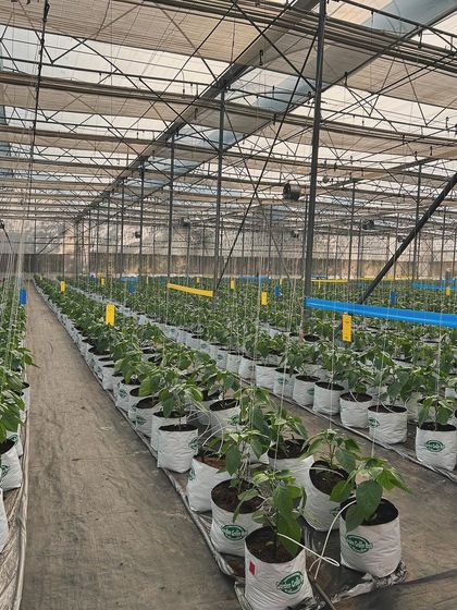 Rows of young capsicum plants thriving in our hydroponic system. Our training covers how to manage large scale setups like this for commercial farming.